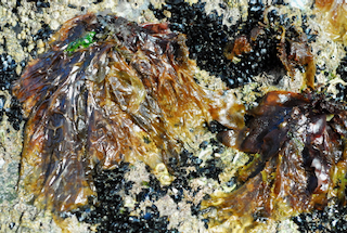 Porphyra umbilicalis